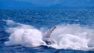 Temporada de ballenas en Samaná 2026 10 avistamiento-ballenas-samana