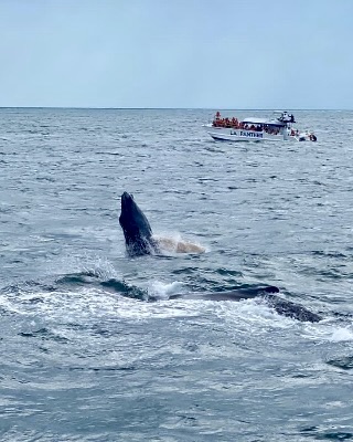 Excursión ballenas en Samaná 2 ballena-bahia-samana