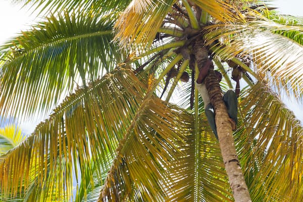 Excursión Isla Saona 9 coco-palmera-saona