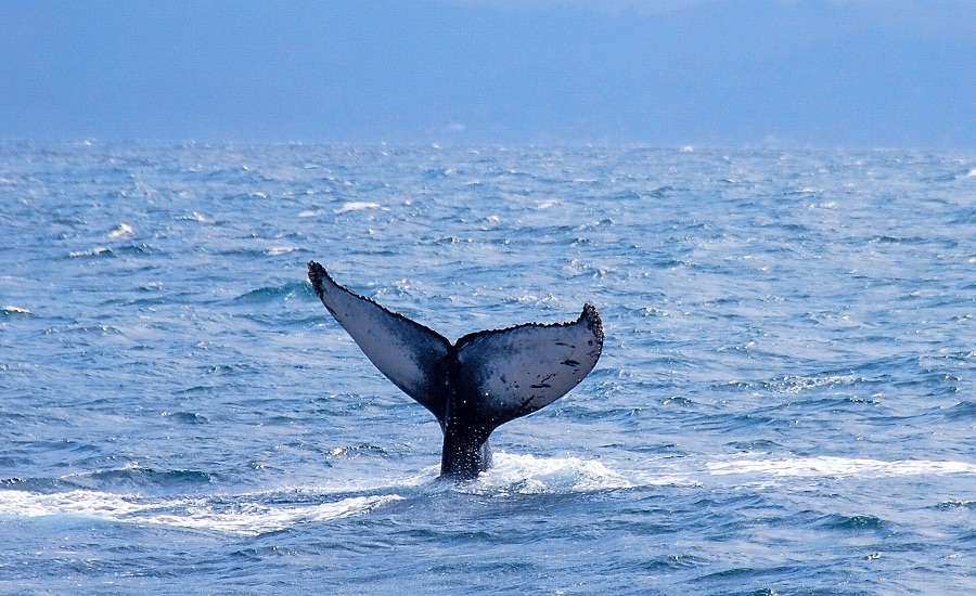Temporada de ballenas en Samaná 2026 2 cola-ballena-samana