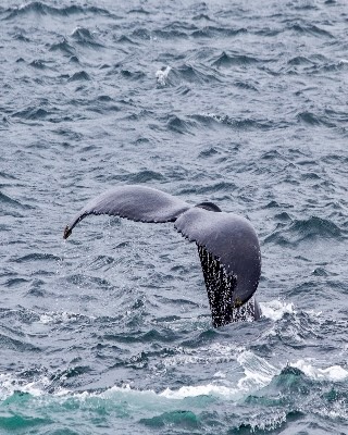 Excursión ballenas en Samaná 4 cola-de-ballena-samana