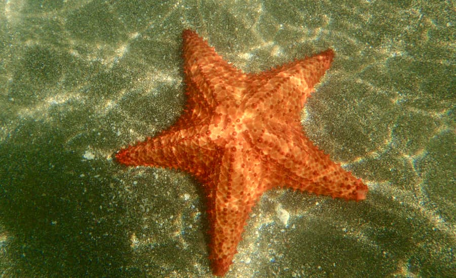 La Laguna Azul de Isla Saona: Su famosa piscina natural 4 estrella mar laguna azul