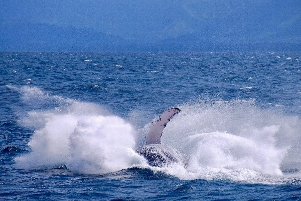 Excursión ballenas en Samaná 3 excursion-ballena-jorobada