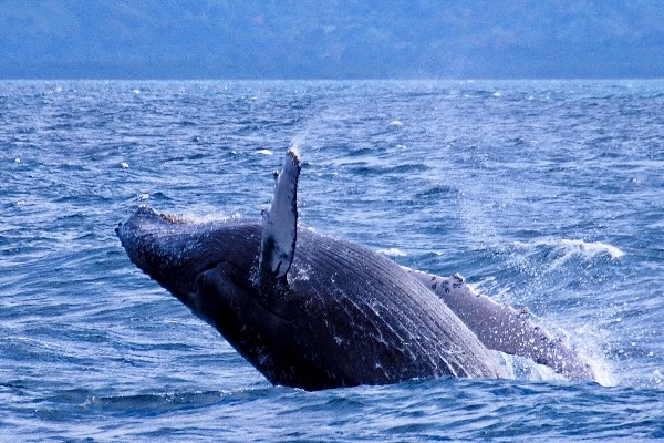 Excursión ballenas en Samaná 5 excursion-samana-ballenas