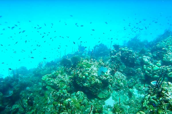 peces-isla-catalina