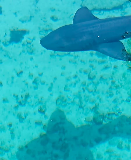¿Hay tiburones en Punta Cana? 5 tiburon-piscina-natural-saona