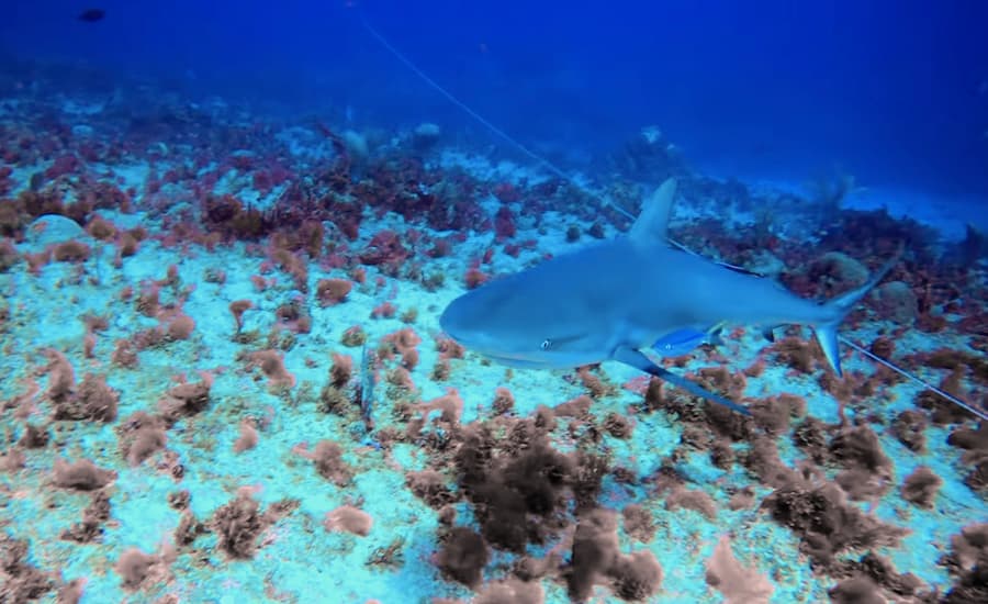 ¿Hay tiburones en Punta Cana? 4 tiburon-republica-dominicana