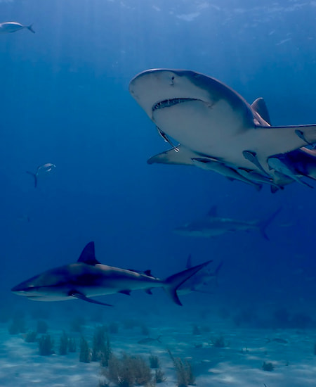 ¿Hay tiburones en Punta Cana? 3 tiburones-isla-saona